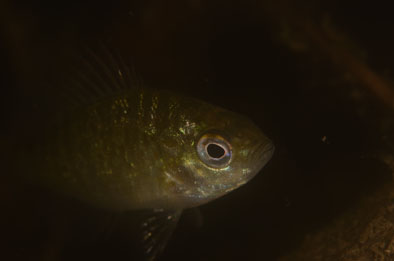 Ivana Orlovic- I mesto FISH DSLR