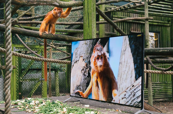 Sony Langur fotografija 1