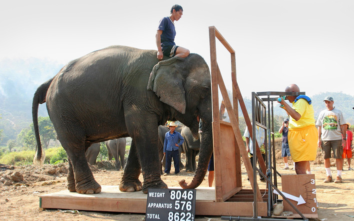 Sri Cinmoj podize slona