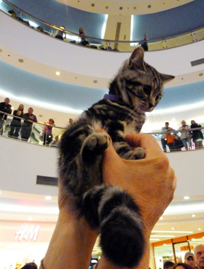 Proslogodisnji pobednik - macak Ajfel