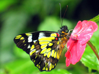 Jean-Claude_Petit_Leodonta_chiriquiensis