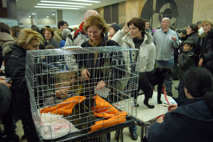 KUCNI LJUBIMCI 14 Foto Stanislav Milojkovic