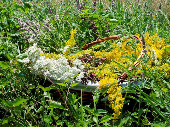 Lekovite i aromaticne biljke sa Stare planine 1