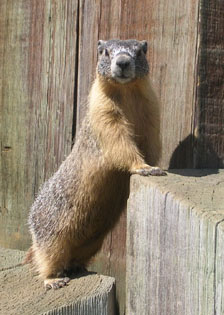 Marmot