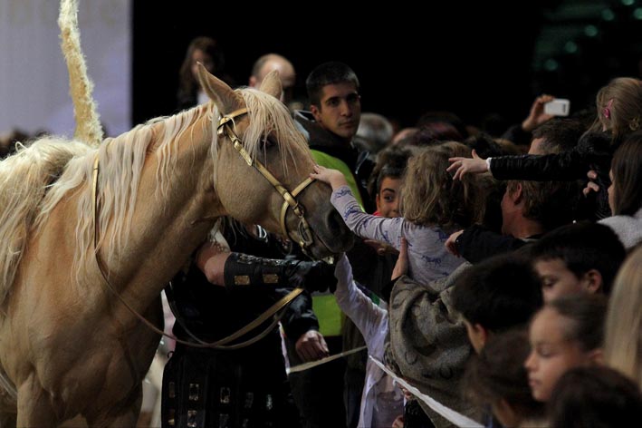 royal horse 1 25102014 024