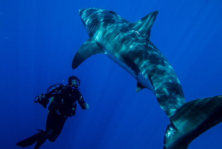 SWM great white disc 65