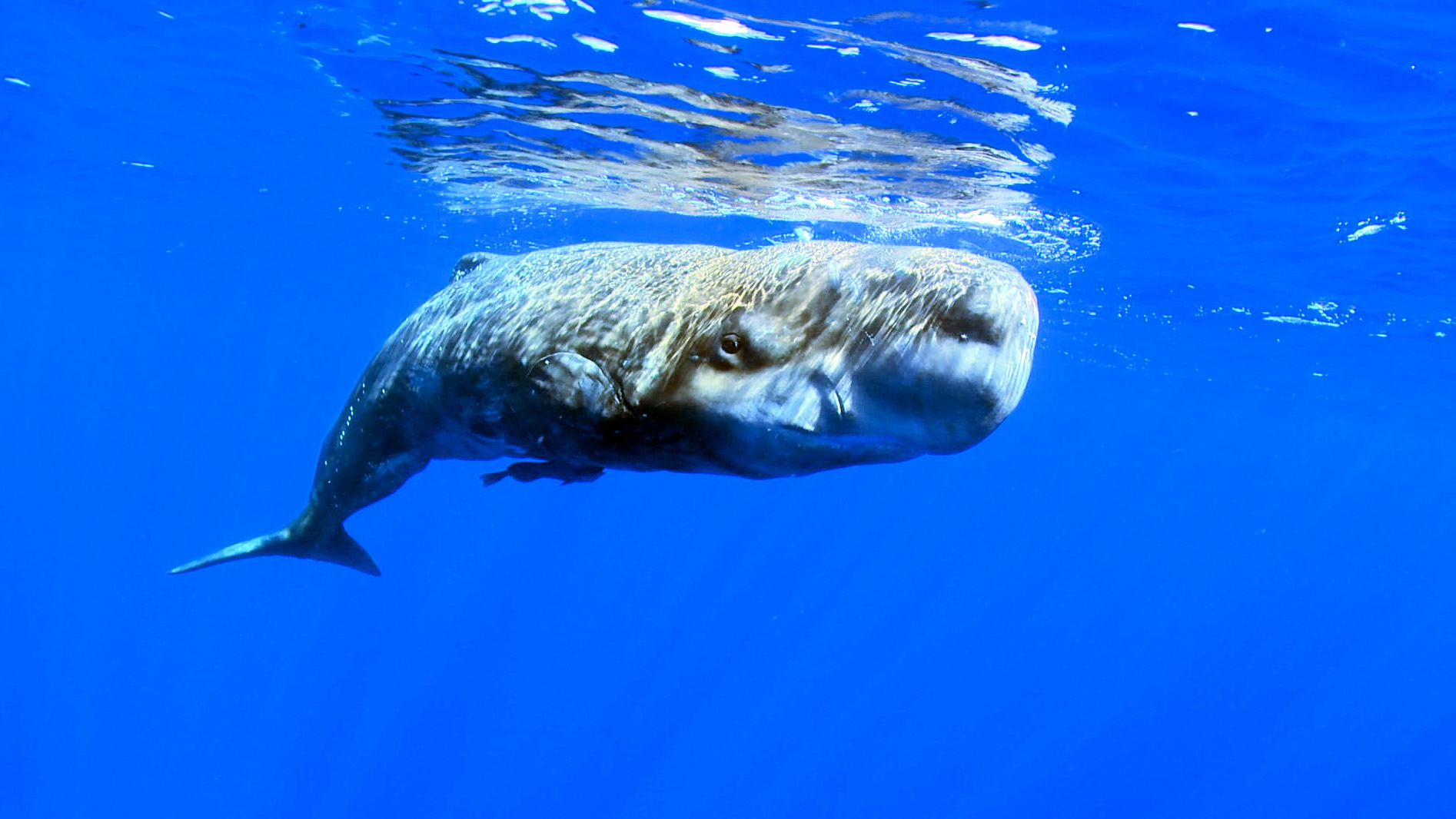 Cudesno veliko plavetnilo