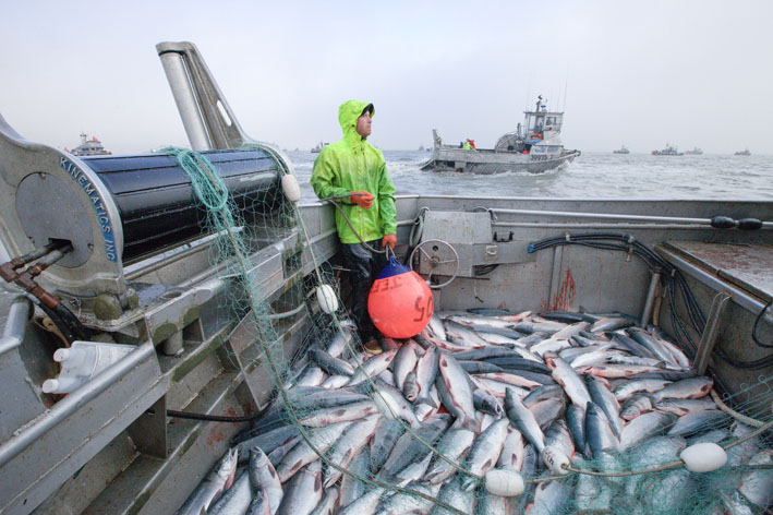 Aljsak okrsaj u Bristolskom zalivu