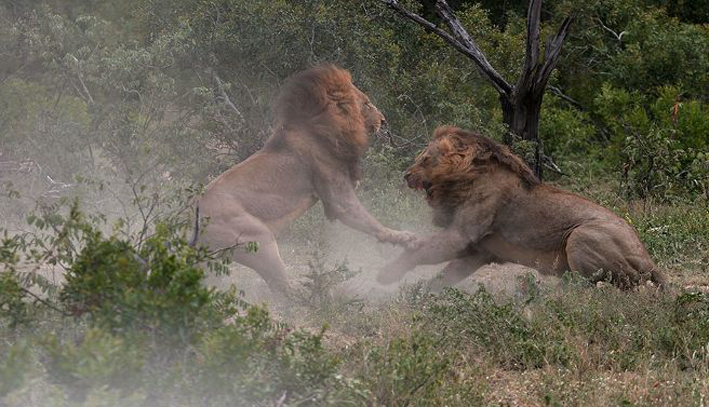 Lavovi iz rezervata Sabi Send