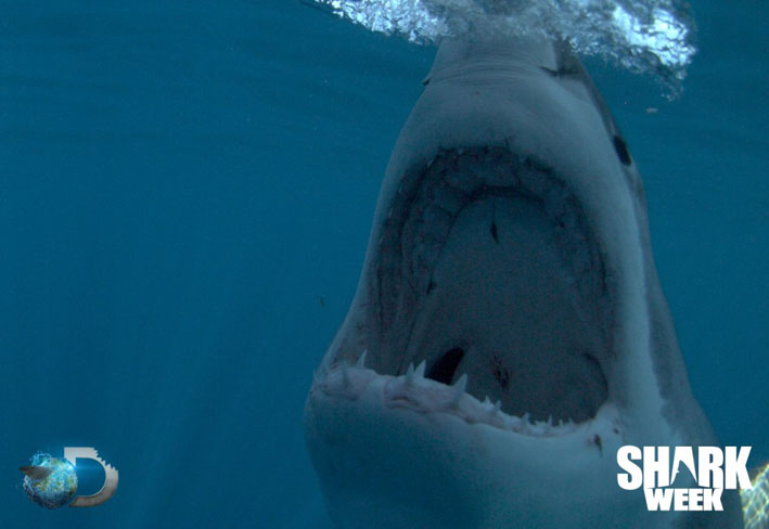 Shark Week