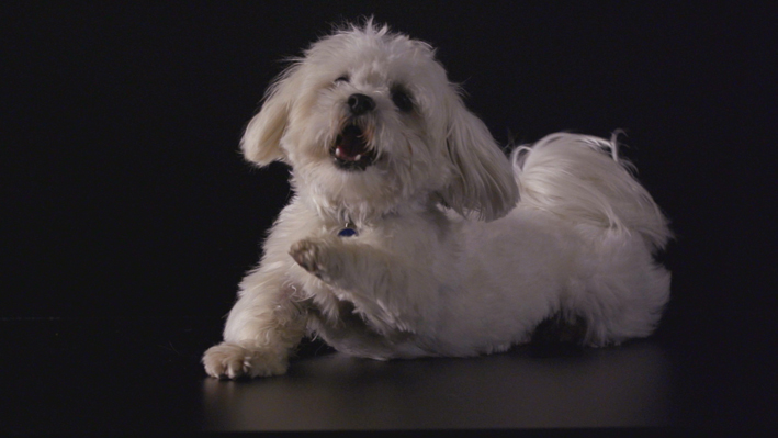 Tajni zivot kucnih ljubimaca