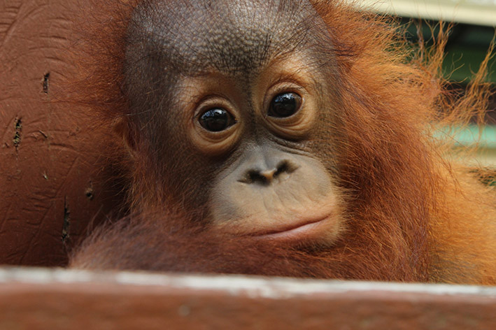 Upoznajte orangutane