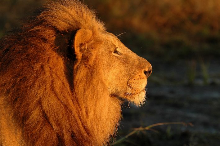 lavovi iz rezervata sabi send