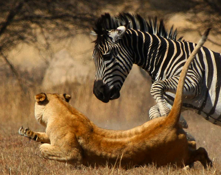 od umiljatih mladunaca do ubica