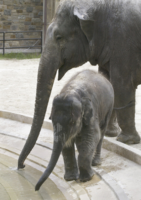 veterinari za divlje zivotinje