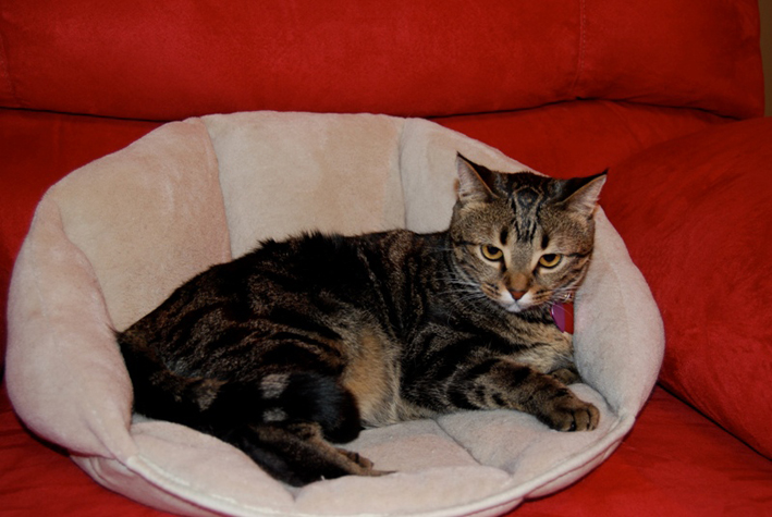 CatCameBack