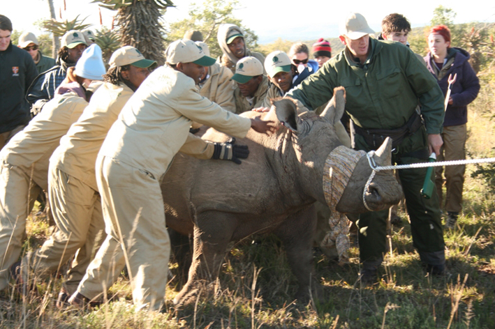 Safari_Vet_School_EP3_Guiding_Rhino___