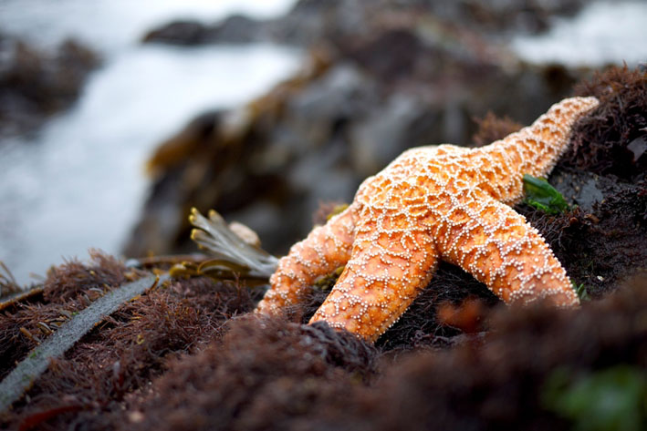 Starfish Vancouver Island colin collis