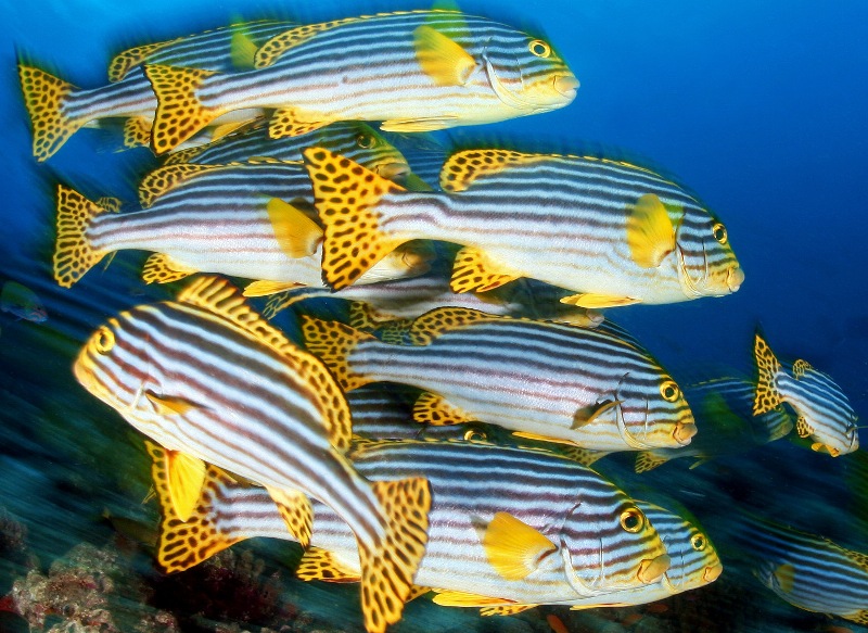 cudesno_veliko_plavetnilo_1