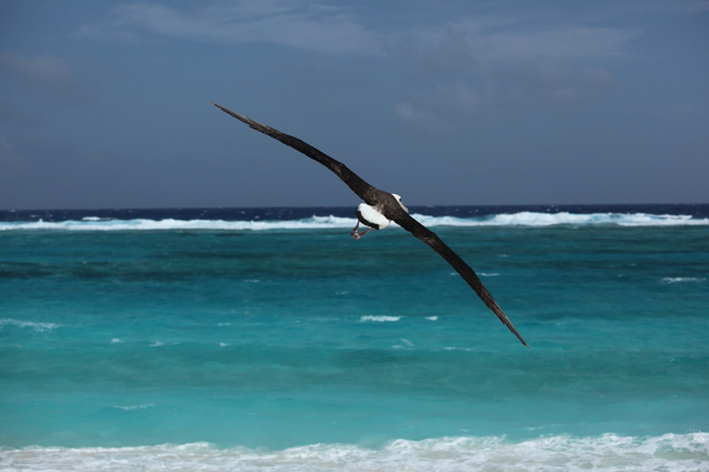 havaji-raj i utociste