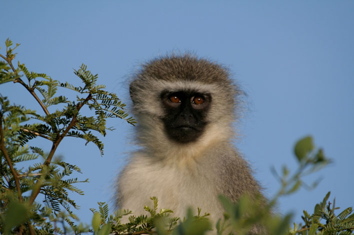 monkey_in_wild