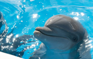 Premijera porodične avanture "Delfin Berni" uz poklone za sve posetioce