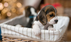 Beč u borbi protiv onlajn prodaje štenaca