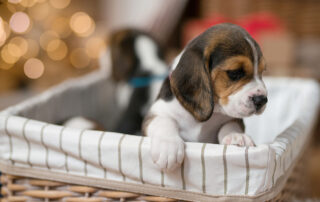 Beč u borbi protiv onlajn prodaje štenaca