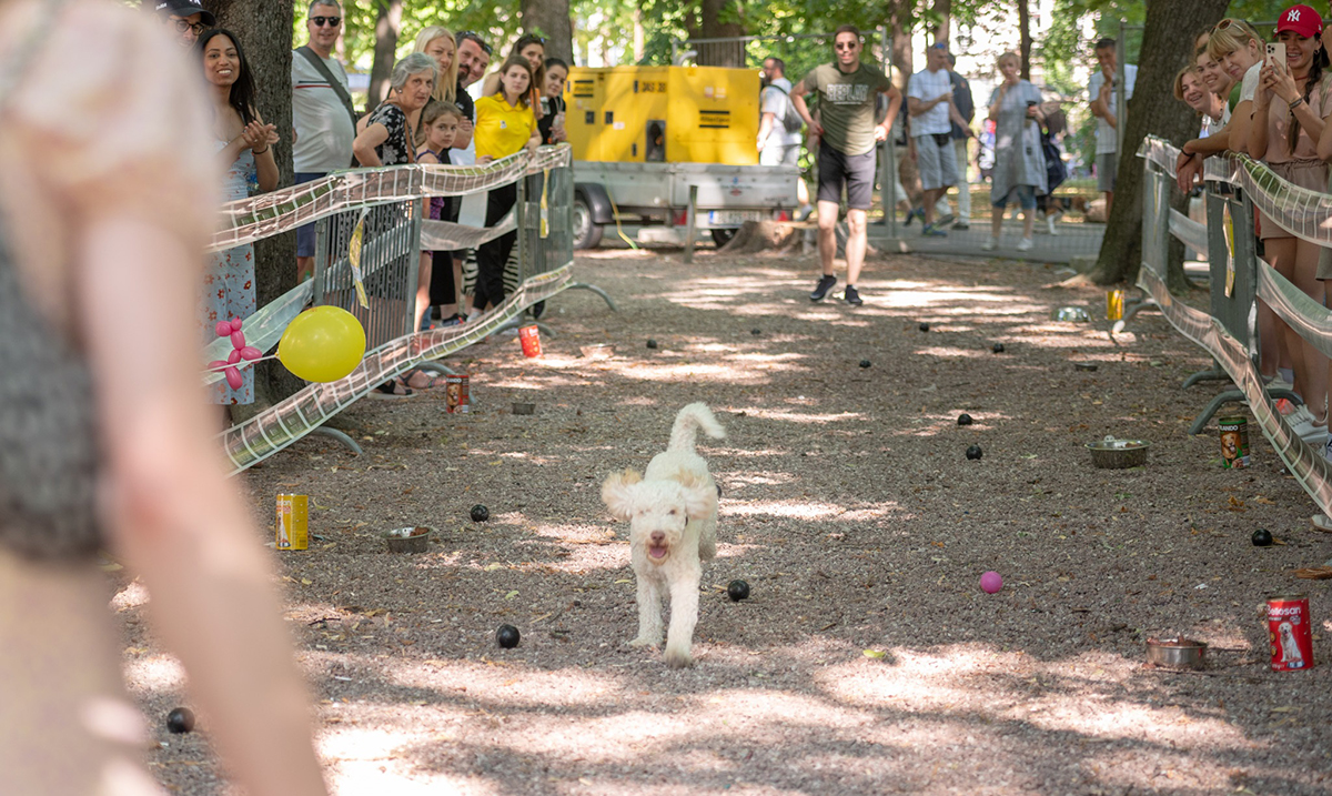 Festival pasa “Ulični psi, festival pasa svih rasa “ od 16. do 18. juna