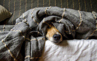 Prirodna ishrana pasa – šta treba znati