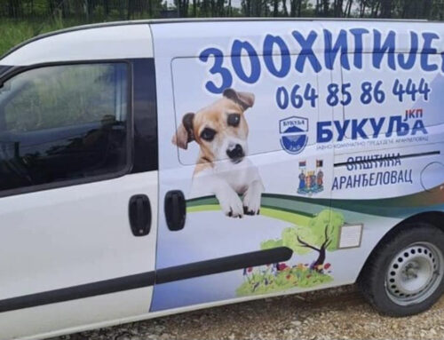 Sistem koji daje rezultate: Aranđelovac smanjio broj napuštenih pasa na ulicama