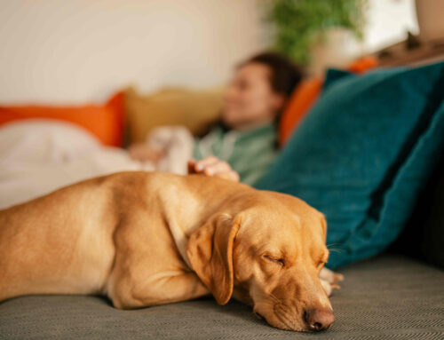 Svetski dan napuštenih životinja: svaki treći pas i mačka nemaju dom – kako doneti pravu odluku pre uzimanja ljubimca?
