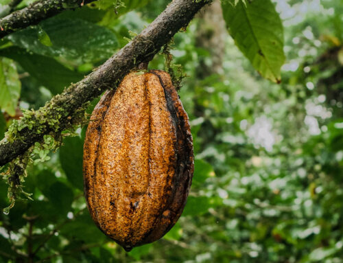 Kakao u maju među najjačim robama na berzi, robni fondovi sve zanimljiviji investitorima